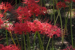 西方寺　彼岸花　Ⅲ