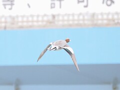 ヒドリガモ旦那の飛翔