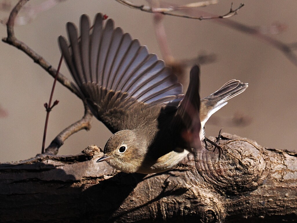 ニシオジロビタキ♀飛び出し