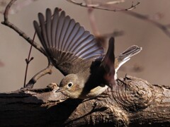 ニシオジロビタキ♀飛び出し