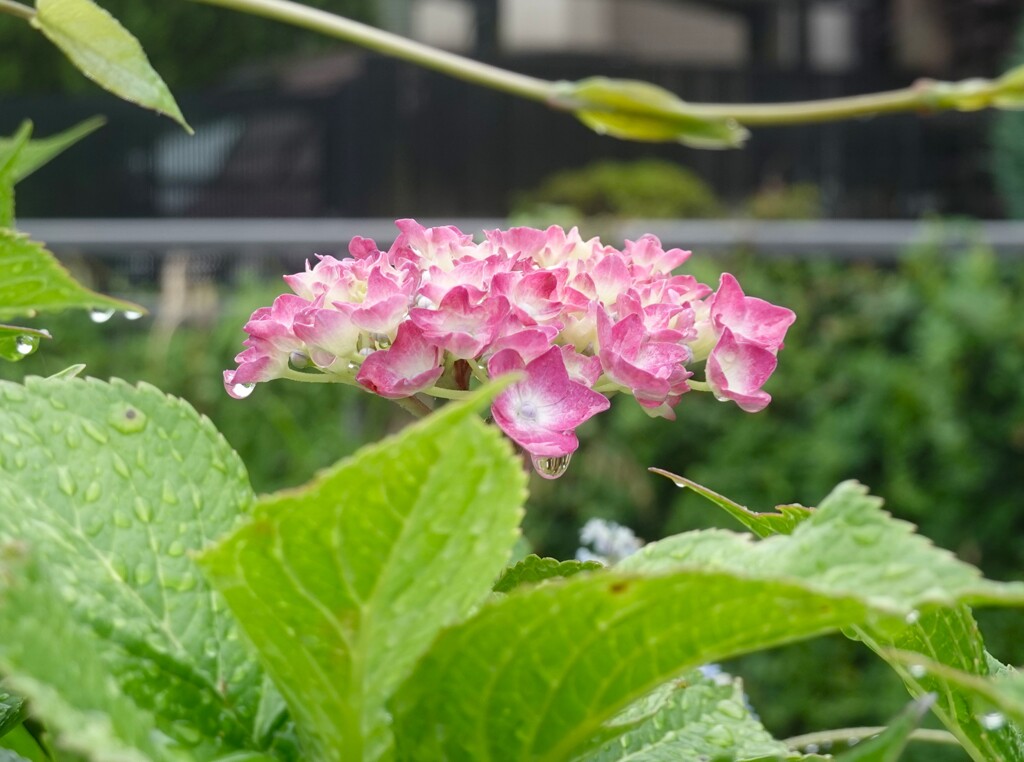 雨上がりの紫陽花
