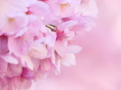 新宿御苑の桜　Ⅴ