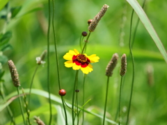綺麗なお花も咲いていました。