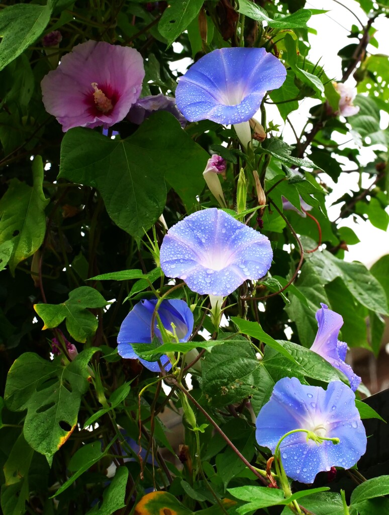 今朝のお散歩　朝顔と芙蓉