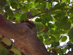 ちぇっ　見つかっちゃった！　　　ワカケホンセイインコの物語Ⅰー2