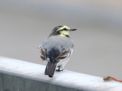 涼しくなって帰って来てくれた野鳥さん達　変わらないな～