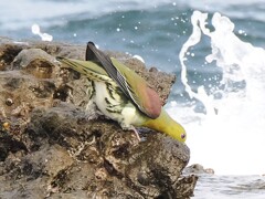 海水を飲む いそべぇ（アオバト）