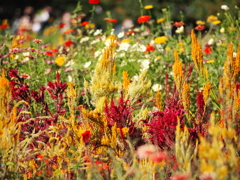 秋の草花が咲く