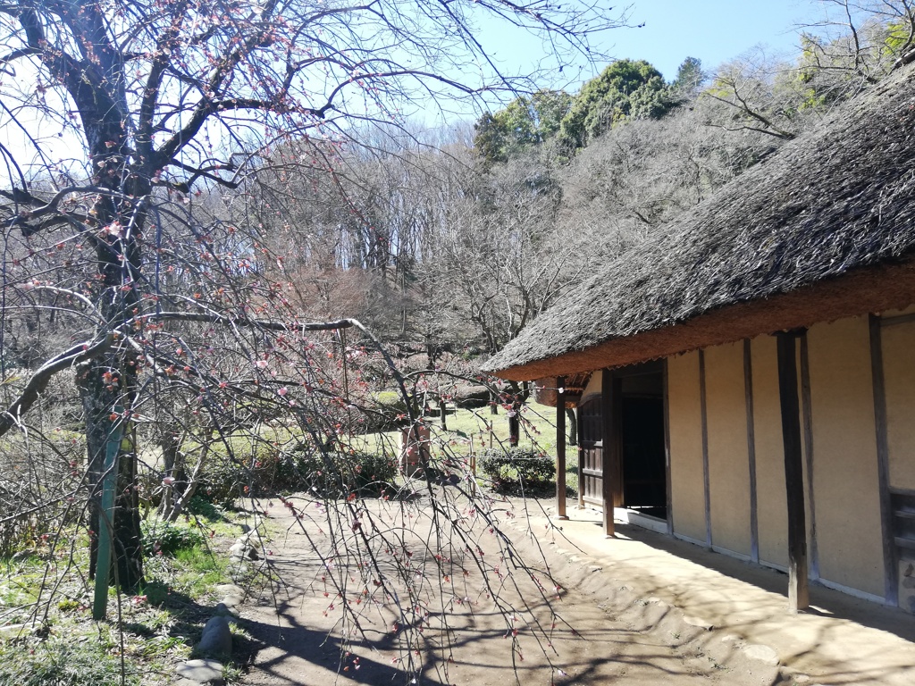 散り梅と茅葺き屋根