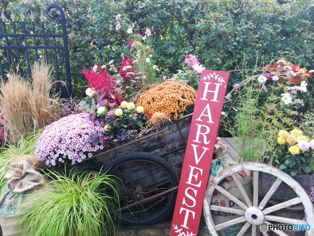 HARVEST Rear car