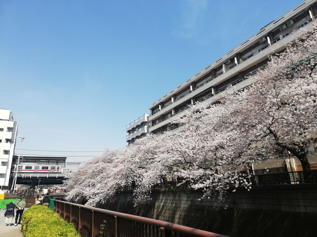 春の目黒川と東横線