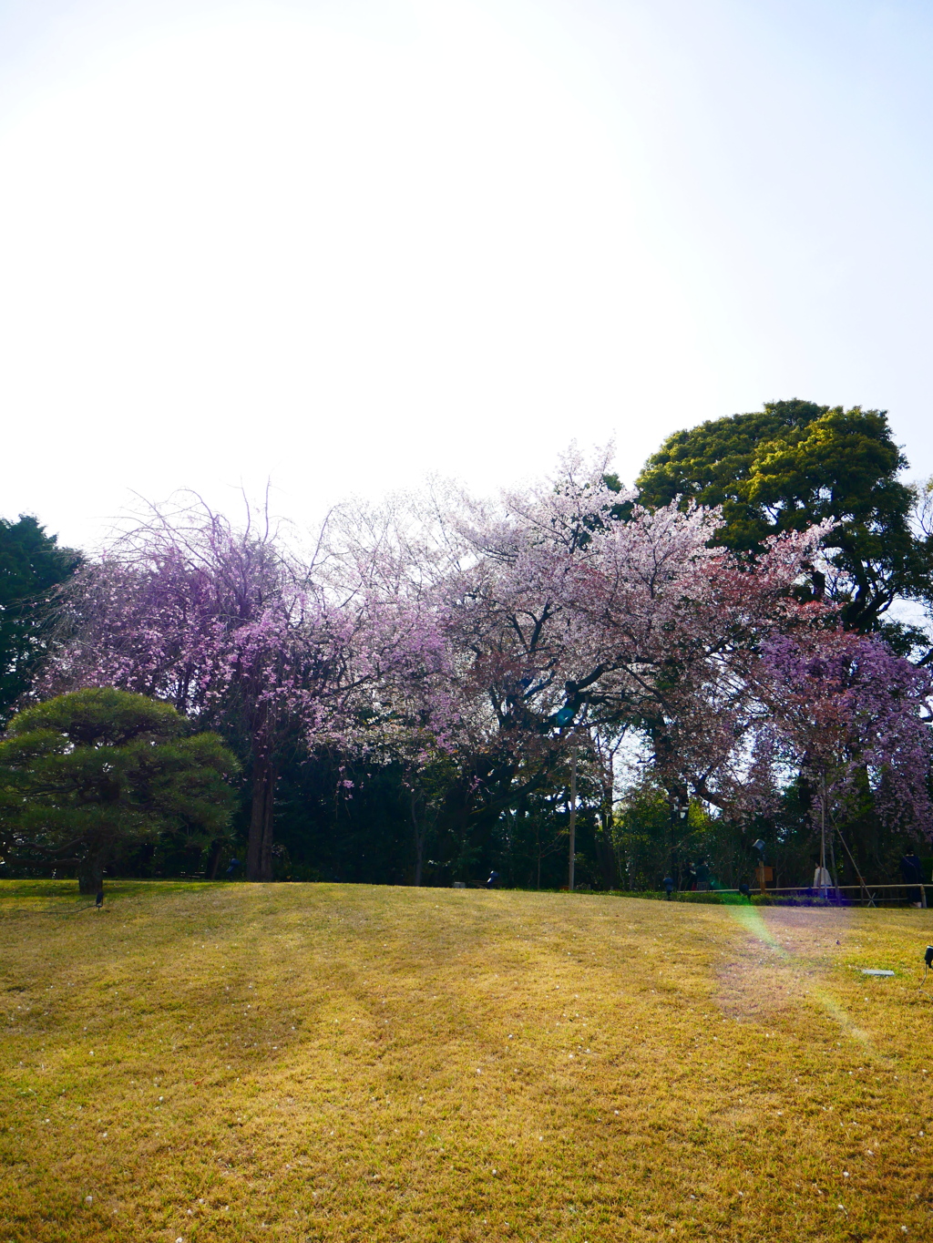昼下がりの桜@椿山荘