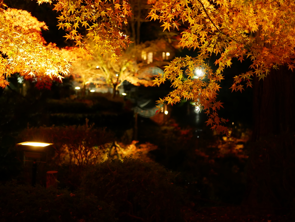 夜の紅葉狩り@薬師池公園