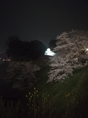 夜桜と武道館