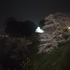 夜桜と武道館