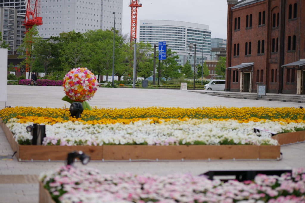 花アフロの犬と赤レンガ倉庫