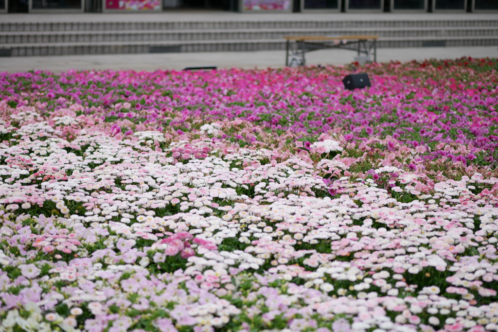 花のグラデーション(暖色)