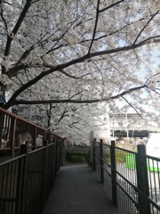 桜の片面アーチ