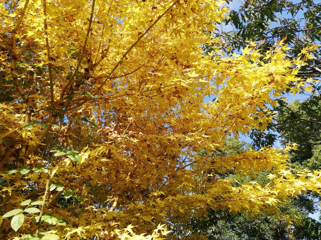 黄色い紅葉