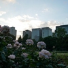 秋の夕暮れの日比谷公園