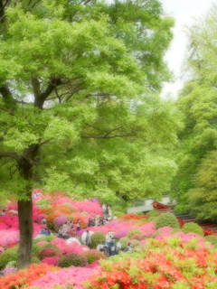 つつじと千本鳥居@根津神社