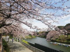 ボート乗り場と桜と菜の花