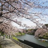 ボート乗り場と桜と菜の花