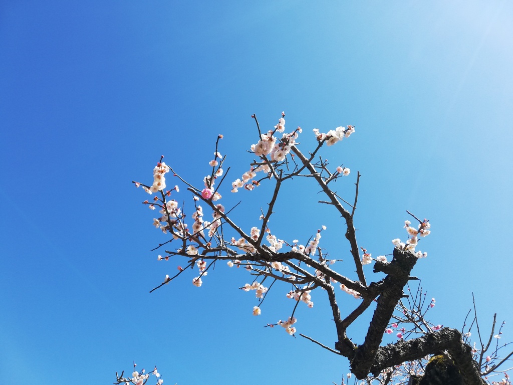 白の中に紅