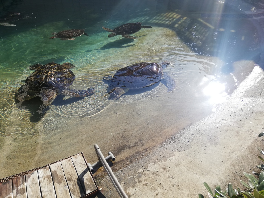 冬でも日光浴したい