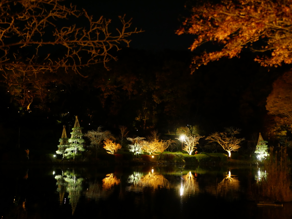 晩秋の夜@薬師池公園