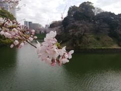 桜にピント当てて撮った@千鳥ヶ淵