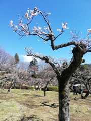 白の中に紅(全体図)