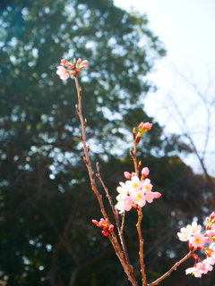 満開まで。