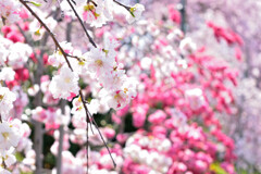 桜