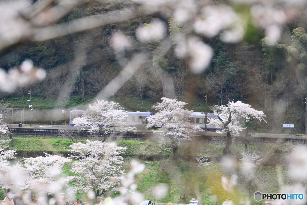 桜に囲まれて