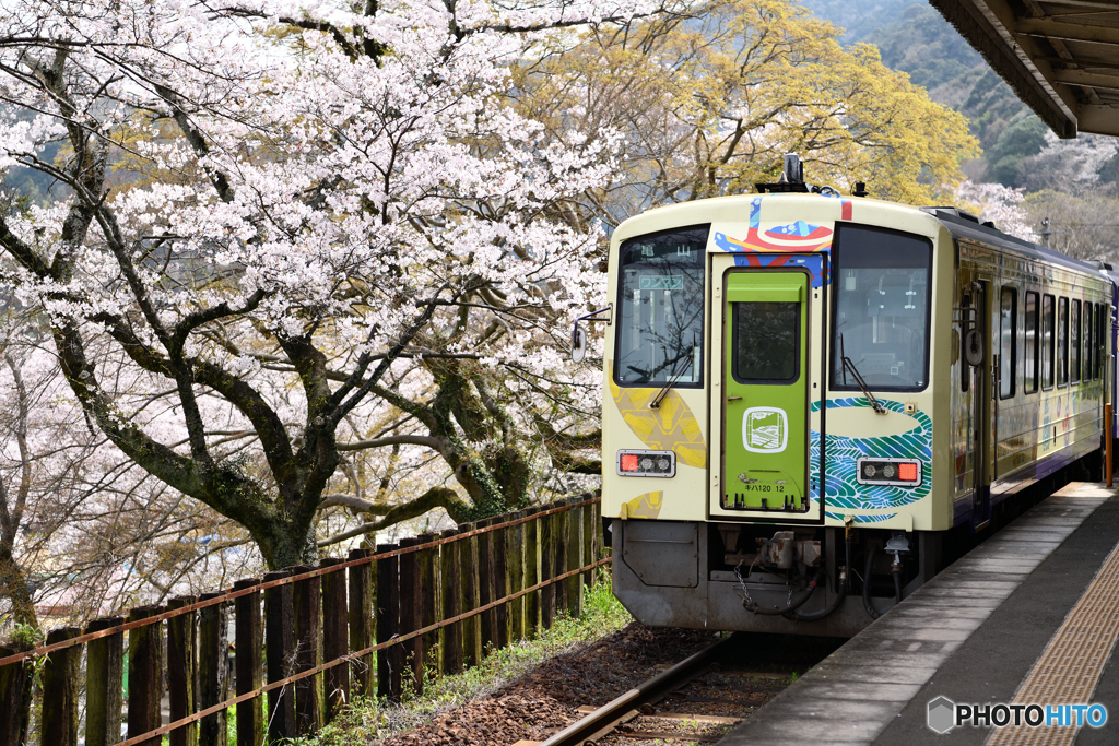 桜に見送られて