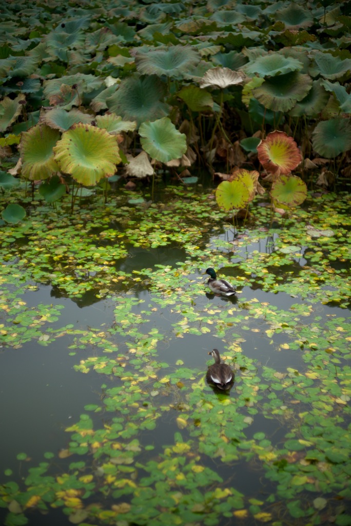 おしどり夫婦(鴨)