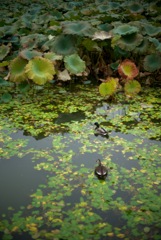 おしどり夫婦(鴨)
