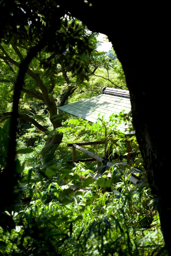 木陰より