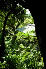 木陰より