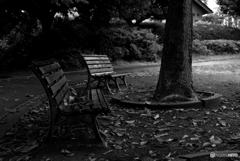 雨の公園