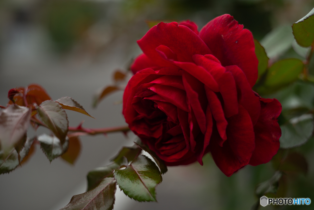 薔薇