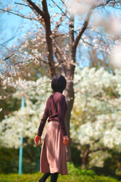 桜　ポートレート