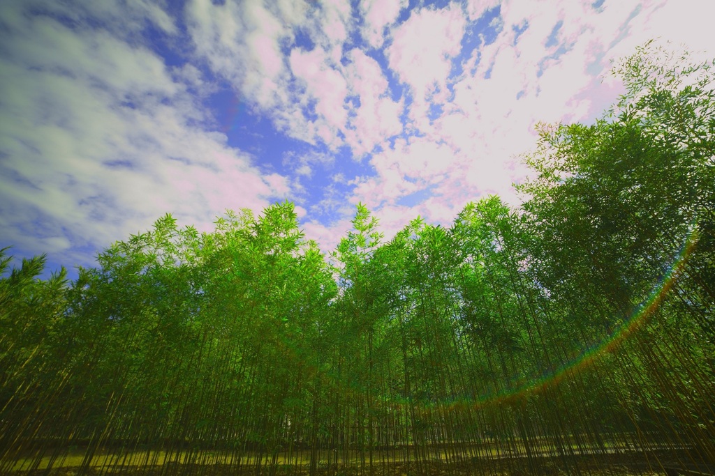 竹林