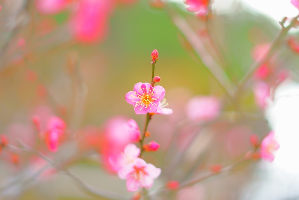 紅筆