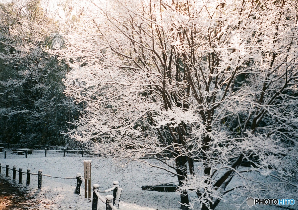 儚き雪化粧