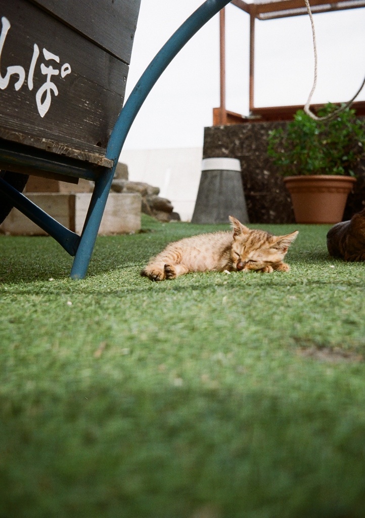 お昼寝子猫