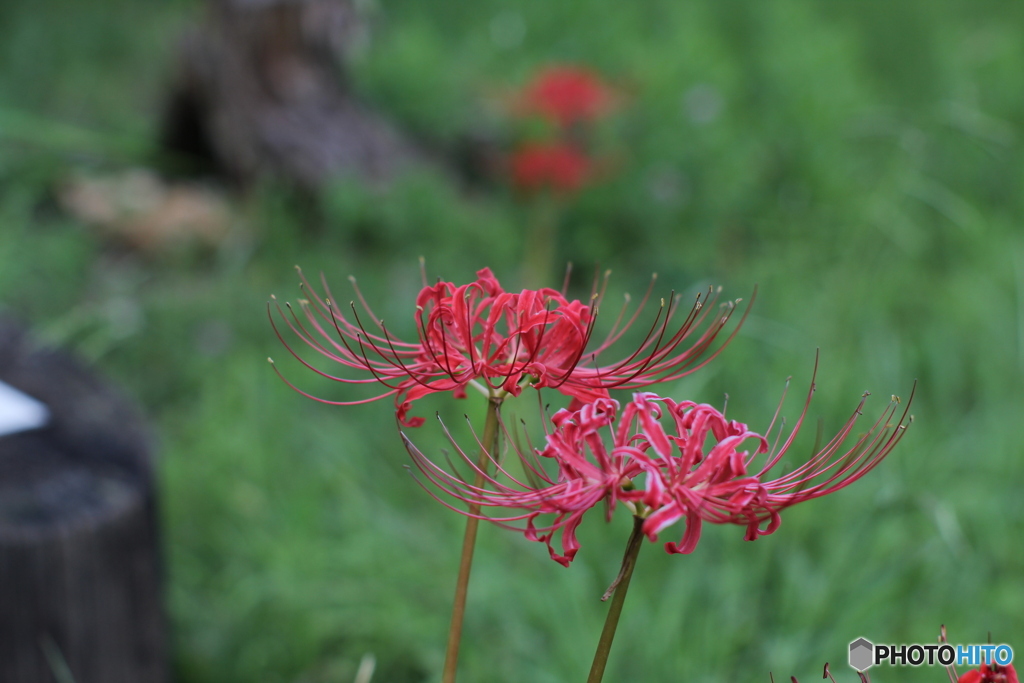 曼珠沙華