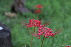 曼珠沙華