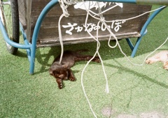 お昼寝子猫
